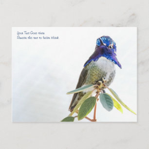 Postkarte: Costa's Hummingbird Postkarte