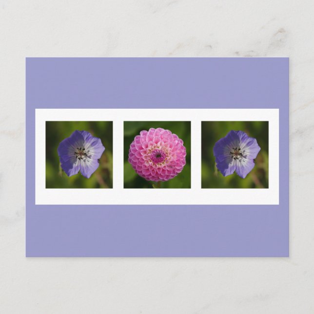 Postkarte Dahlia und Geranium (Vorderseite)