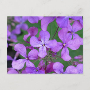 Postkarte: Dames Rocket (Hesperis matronalis) Postkarte