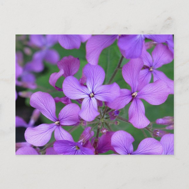Postkarte: Dames Rocket (Hesperis matronalis) Postkarte (Vorderseite)