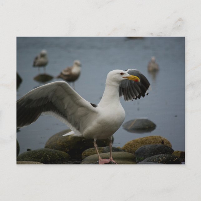 Postkarte darf nicht verzerrt werden (Vorderseite)