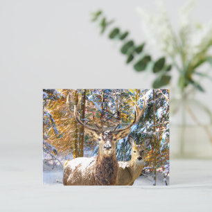 Postkarte "Deep in Forest"
