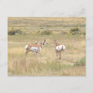 Postkarte der Antilope in Yellowstone