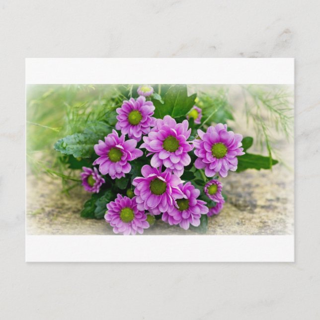 Postkarte der Asters (Vorderseite)