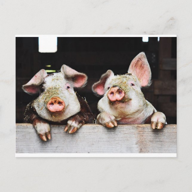 Postkarte der glücklichen Schweine (Vorderseite)