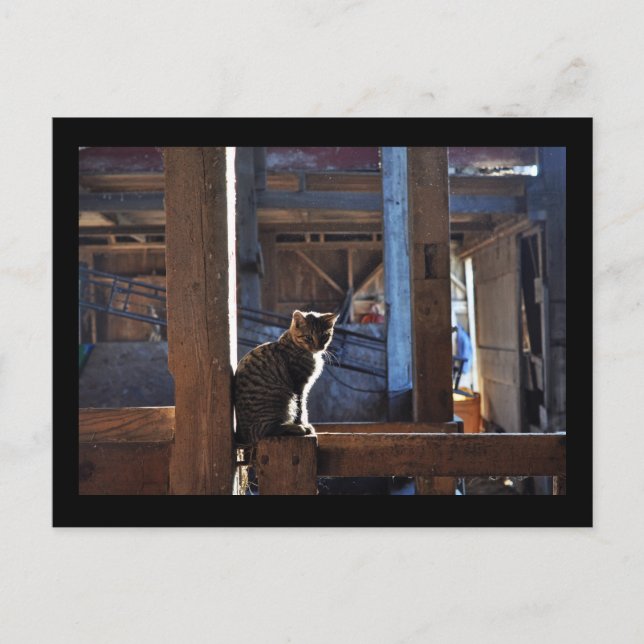 Postkarte der Katze. Denis. (Vorderseite)