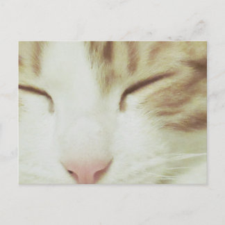 Postkarte der Katze mit Filipos Apollo
