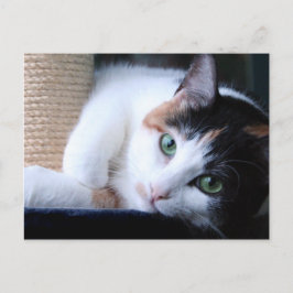 Postkarte der Katze mit kratzenden Post.