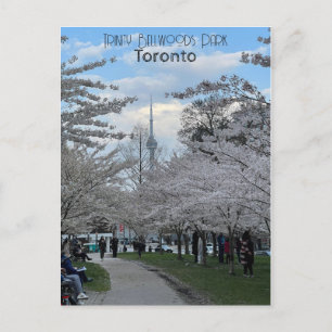 Postkarte der Kirschblüten in Trinity Bellwoods