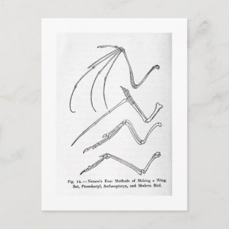 Postkarte der Natur mit vier Flügeln