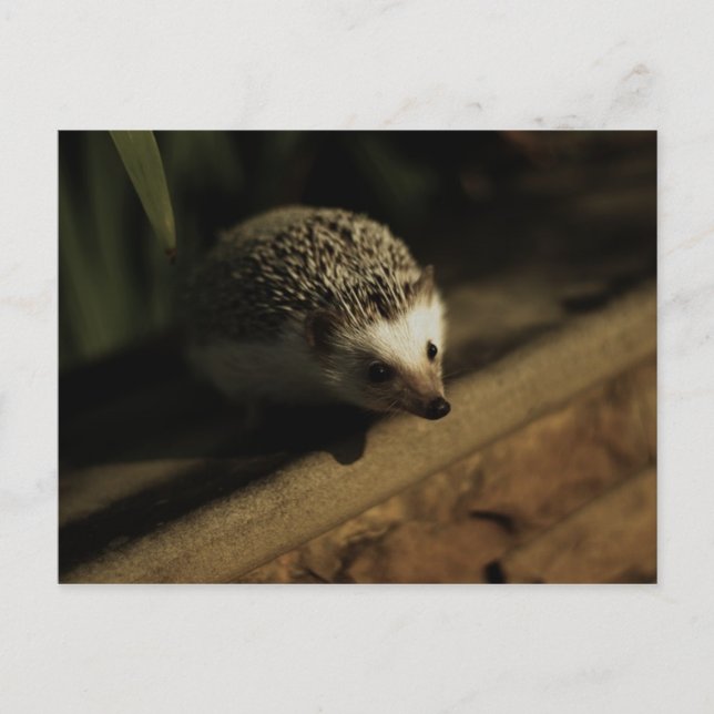 Postkarte der Neugier (Vorderseite)