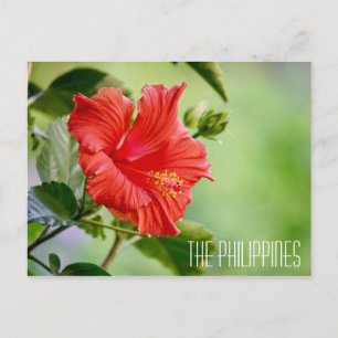 Postkarte der philippinischen Hibiskus-Blume