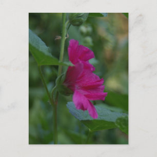 Postkarte der rosa Rose von Sharon