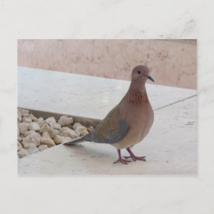 Postkarte der Taube, anpassen