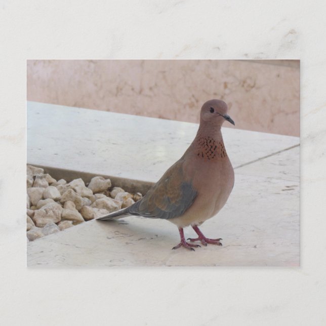 Postkarte der Taube, anpassen (Vorderseite)