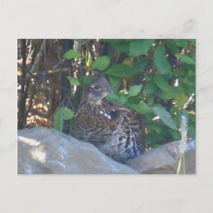 Postkarte der weiblichen Ruffed Grouse