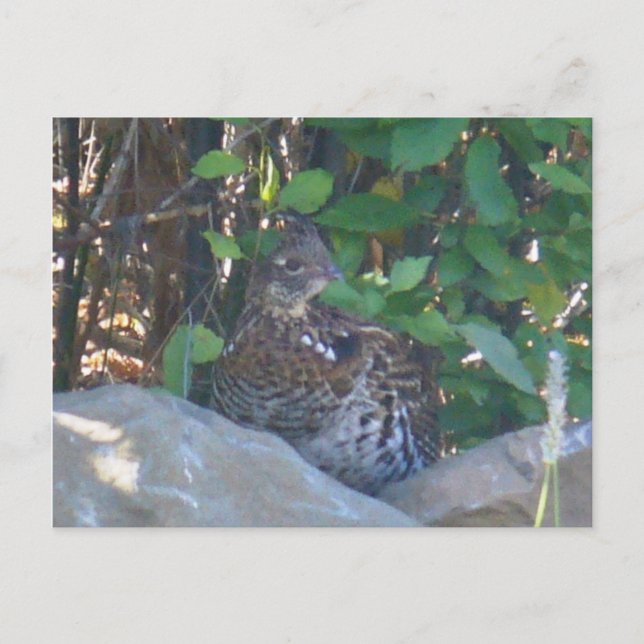 Postkarte der weiblichen Ruffed Grouse (Vorderseite)