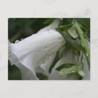 Postkarte der weißen Blume, Auckland Wintergarten