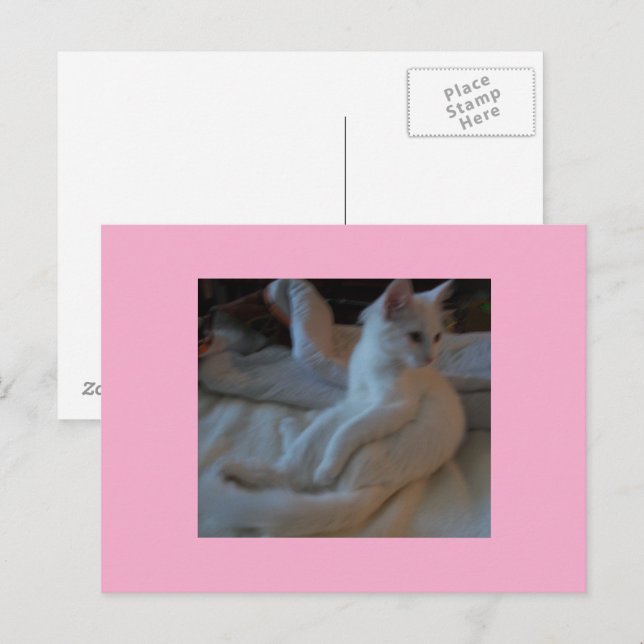 Postkarte der weißen Katze (Vorne/Hinten)