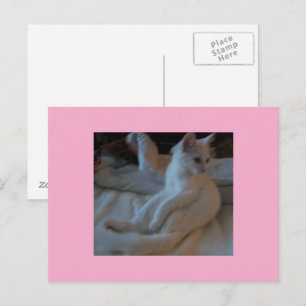 Postkarte der weißen Katze