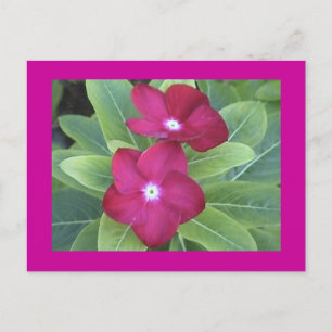 Postkarte der zweiten Blume