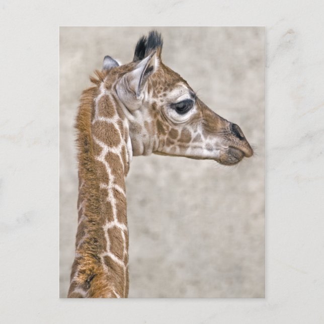 Postkarte des Afrikanischen Prinzen (Vorderseite)