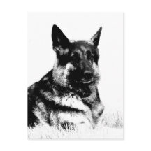 Postkarte des deutschen Hirten
