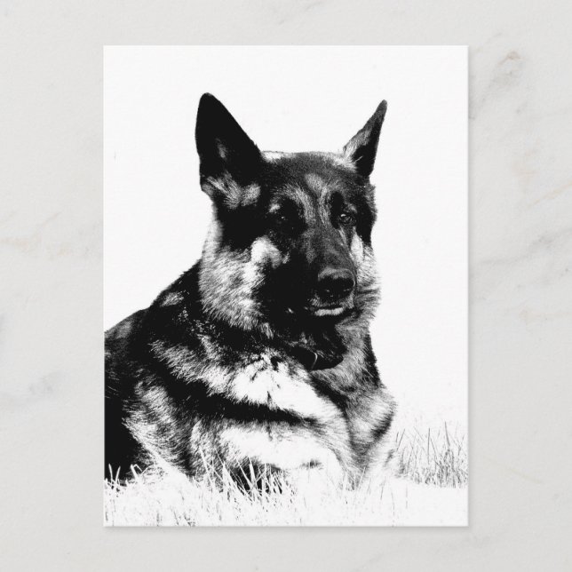 Postkarte des deutschen Hirten (Vorderseite)