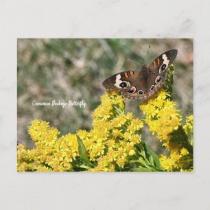 Postkarte des Gemeinen Buckeye-Schmetterlings
