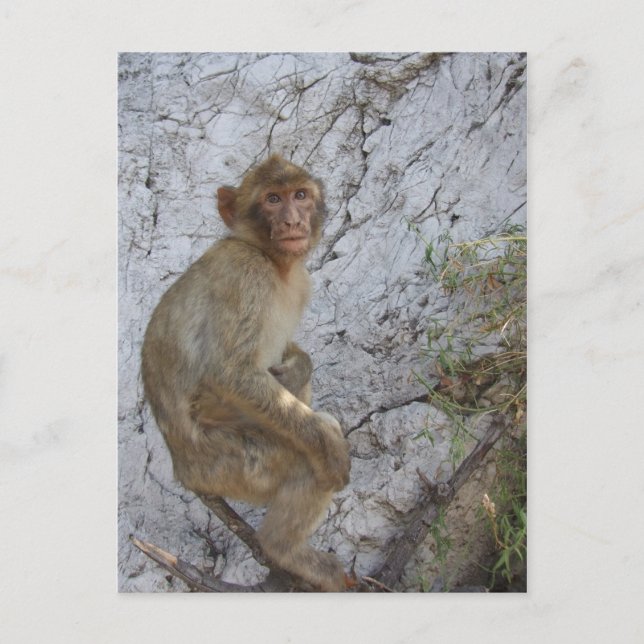 Postkarte des Gibraltar-Affen, anpassen (Vorderseite)