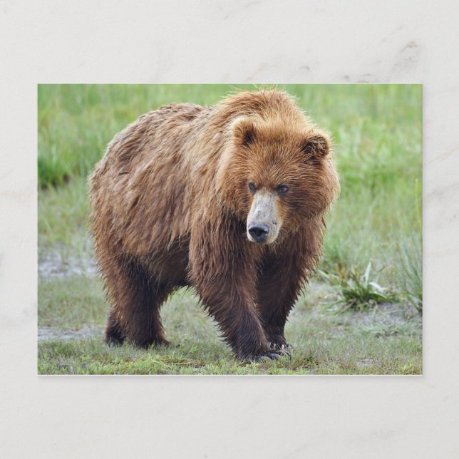 Postkarte des Grizzlybären (Vorderseite)