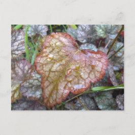 Postkarte des Herzblattes