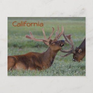 Postkarte des kalifornischen Elchs