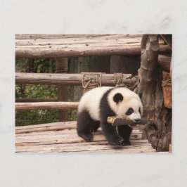 Postkarte des Panda Bären