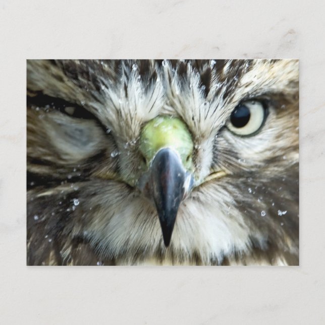 Postkarte des Raptors (Vorderseite)