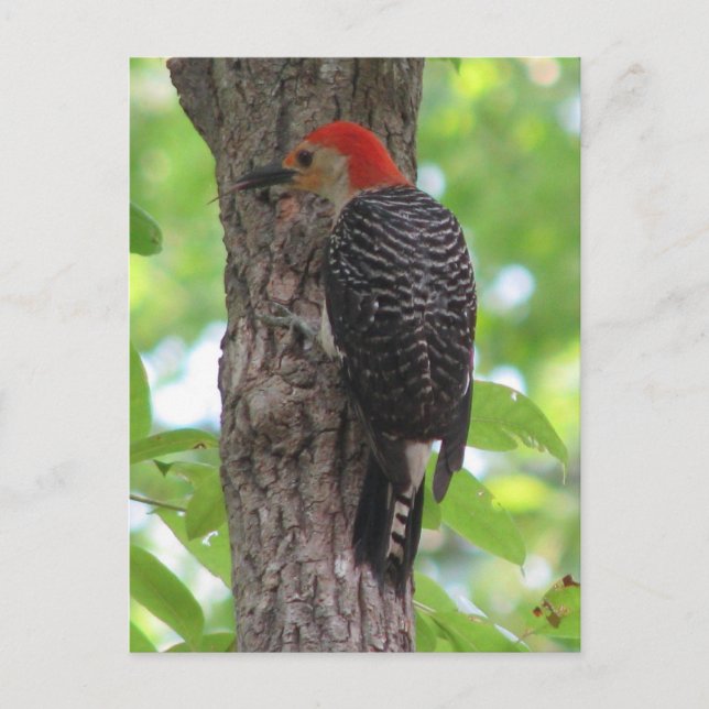 Postkarte des Roten Bösen (Vorderseite)