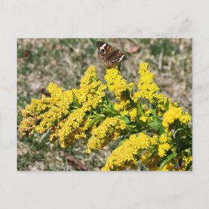 Postkarte des Schmetterlings Gemeines Tagpfauenaug