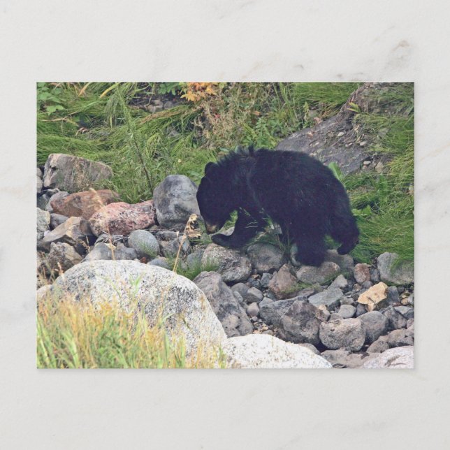 Postkarte des schwarzen Bärenkuchens (Vorderseite)