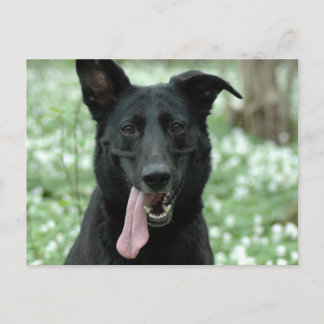 Postkarte des Schwarzen Hirten