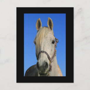 Postkarte des weißen Pferdes
