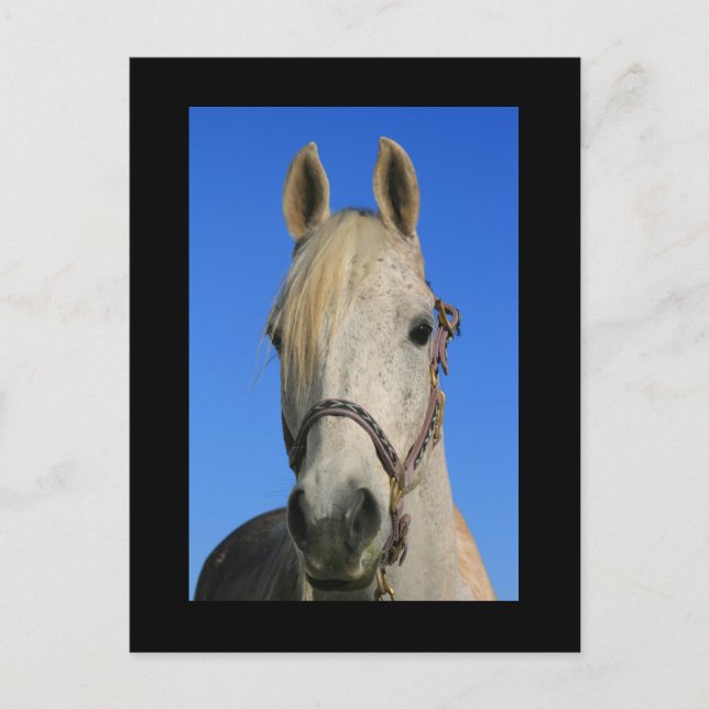 Postkarte des weißen Pferdes (Vorderseite)