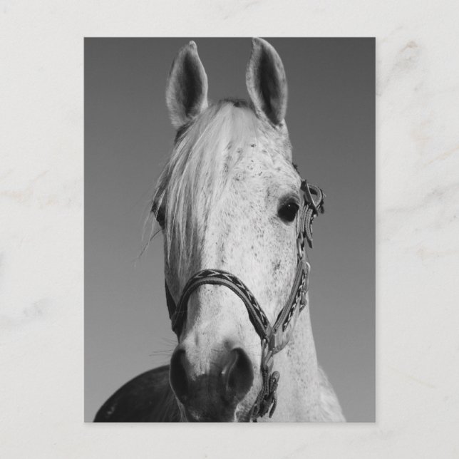 Postkarte des weißen Pferdes (Vorderseite)