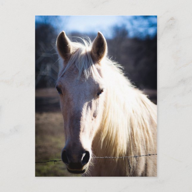 Postkarte des weißen Pferdes (Vorderseite)