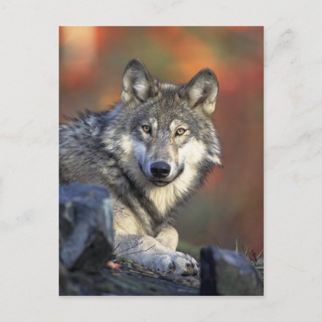Postkarte des wilden Wolfs (Vorderseite)