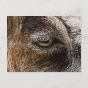 Postkarte des Ziegenauges