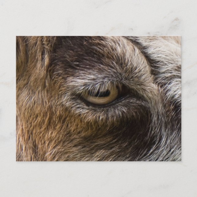 Postkarte des Ziegenauges (Vorderseite)