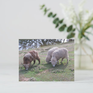 Postkarte - Drei Schafe