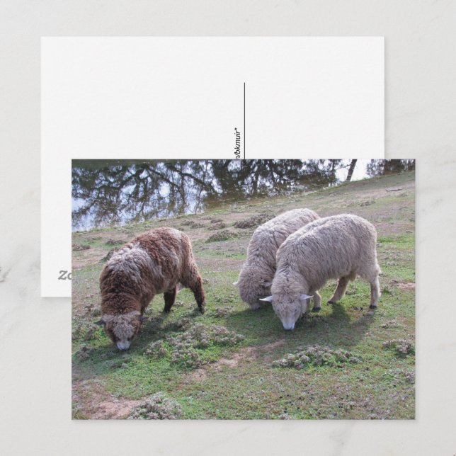 Postkarte - Drei Schafe (Vorne/Hinten)