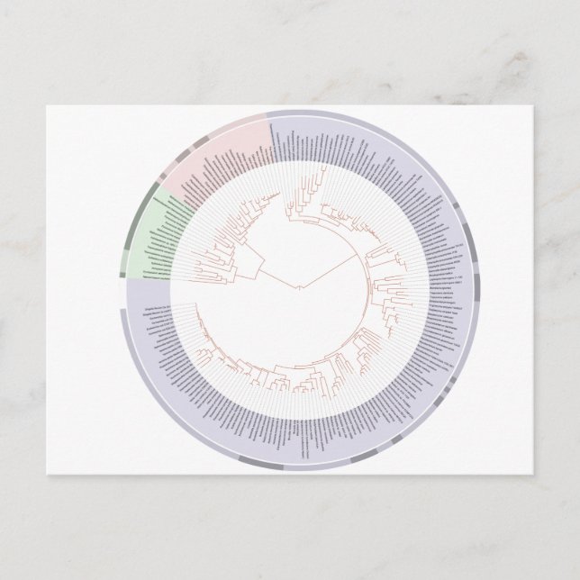 Postkarte Eine phylogenetische Struktur des Lebens (Vorderseite)