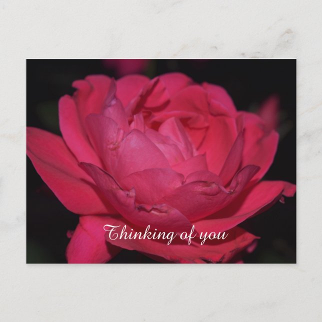 Postkarte. Eine Rose mit einem anderen Namen Postkarte (Vorderseite)